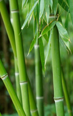 Bamboo Flash Drives Bamboo Flash Drives